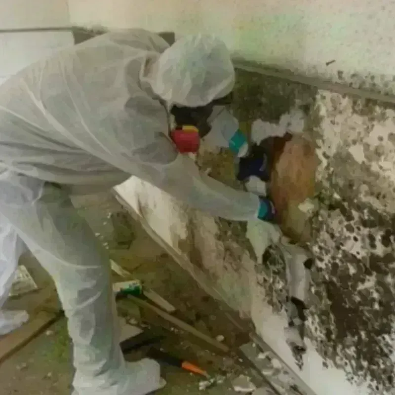 Mold Remediation and Removal in Kechi, KS